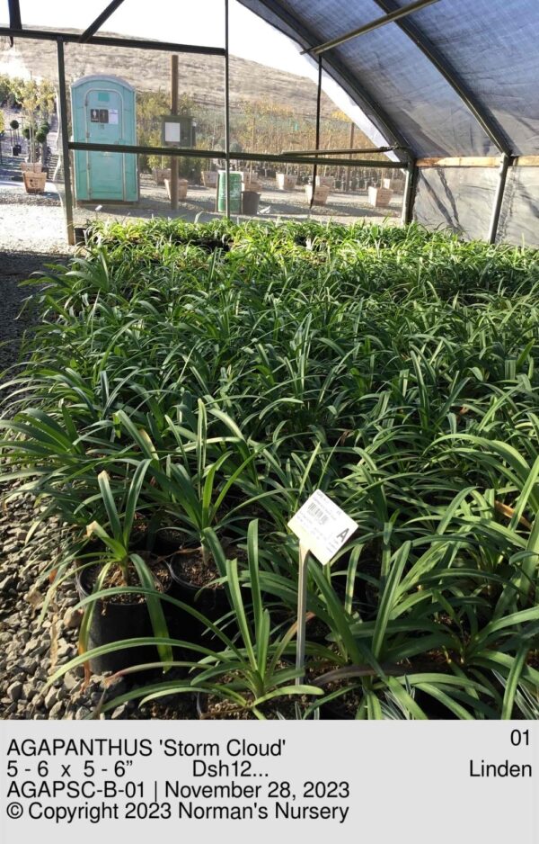 AGAPANTHUS 'Storm Cloud'