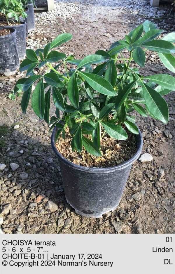 CHOISYA ternata