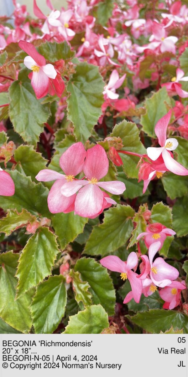 BEGONIA 'Richmondensis'