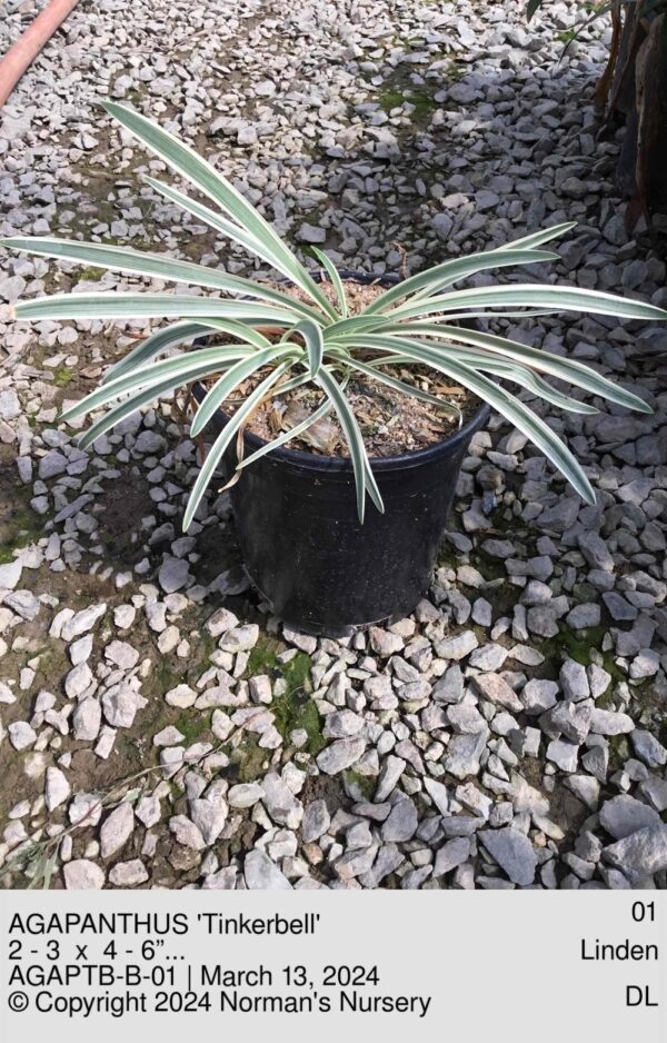 AGAPANTHUS 'Tinkerbell'