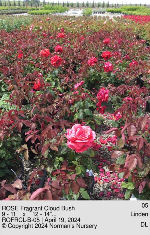 ROSE Fragrant Cloud Bush