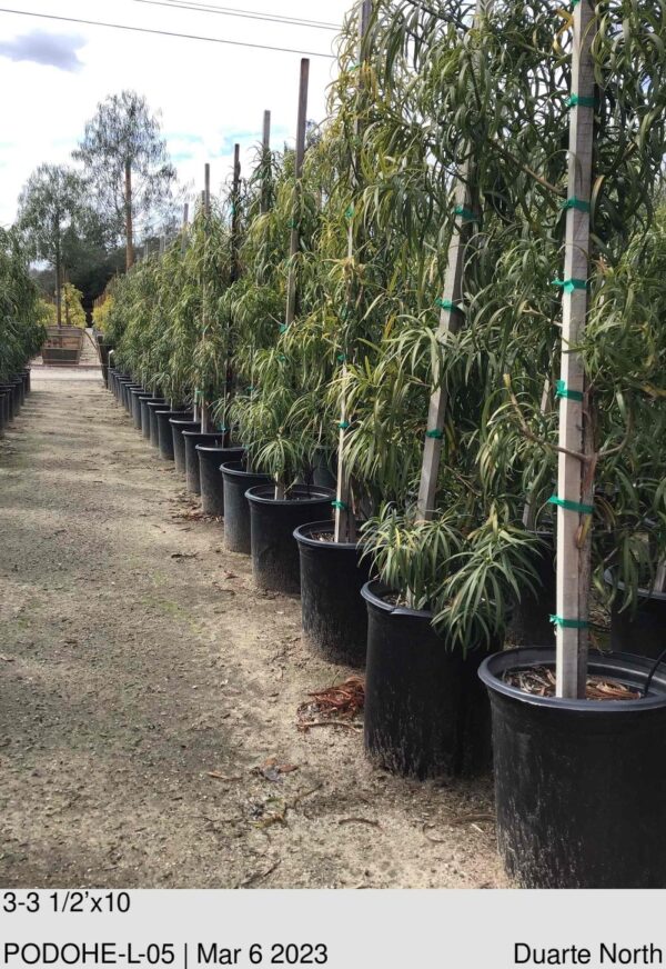 PODOCARPUS henkelii