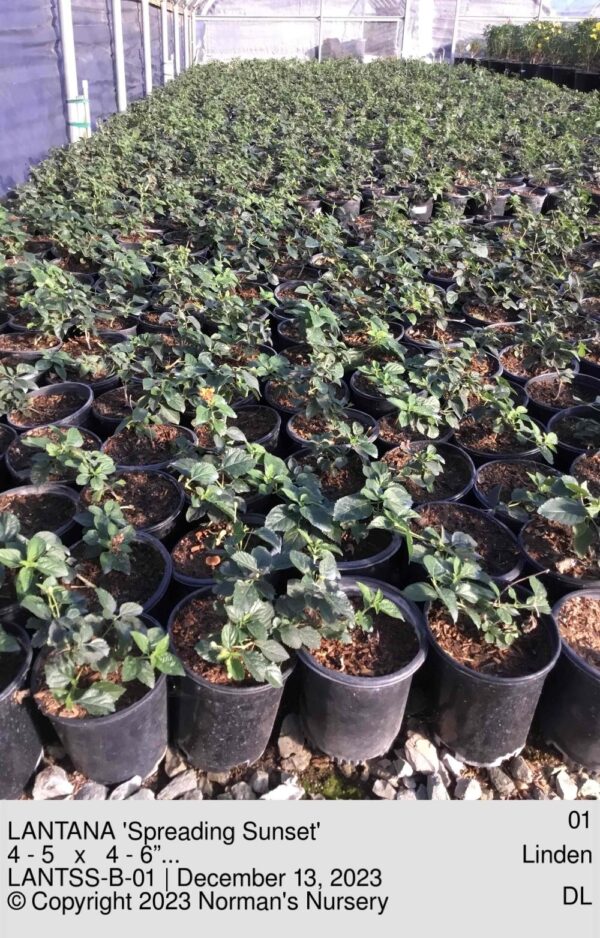 LANTANA 'Spreading Sunset'