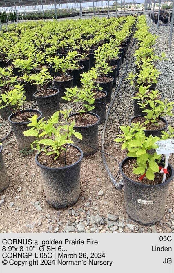 CORNUS a. golden Prairie Fire