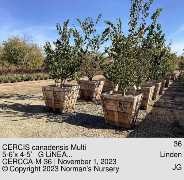 CERCIS canadensis Multi