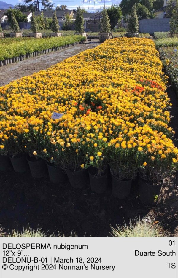 DELOSPERMA nubigenum