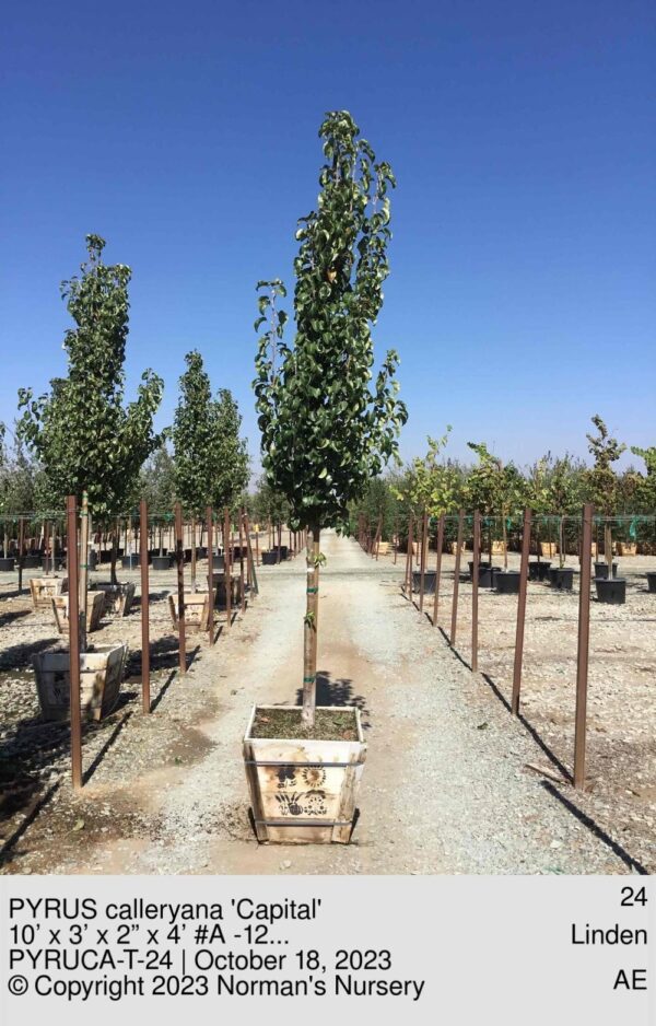 PYRUS calleryana 'Capital'