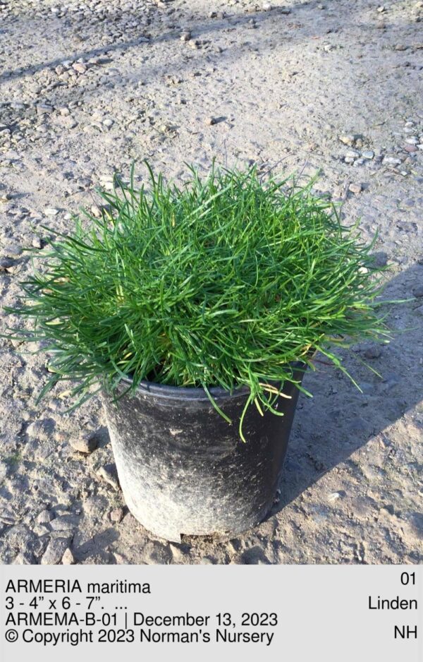 ARMERIA maritima