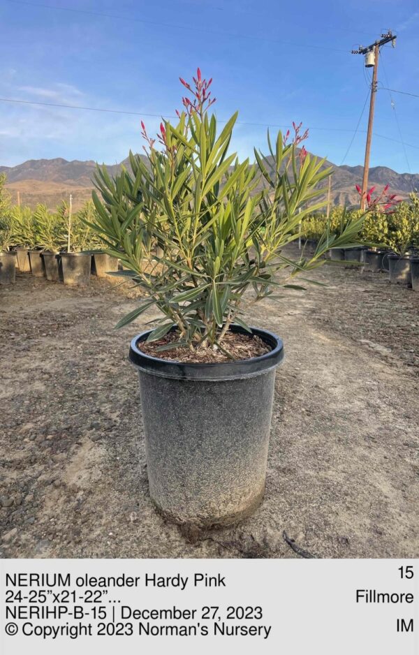 NERIUM oleander Hardy Pink