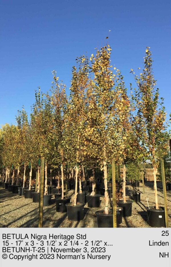 BETULA Nigra Heritage Std
