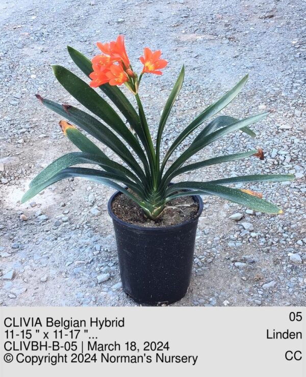 CLIVIA Belgian Hybrid