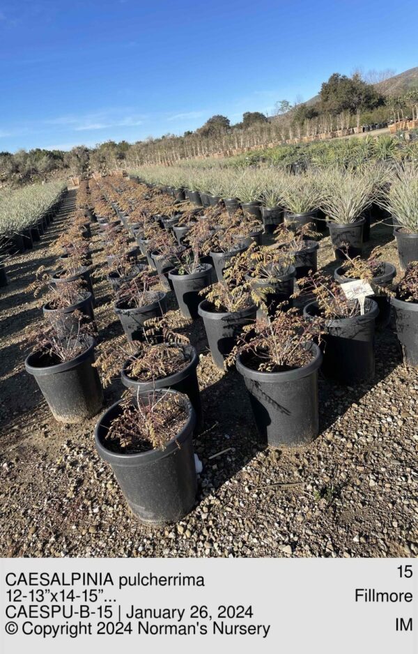 CAESALPINIA pulcherrima