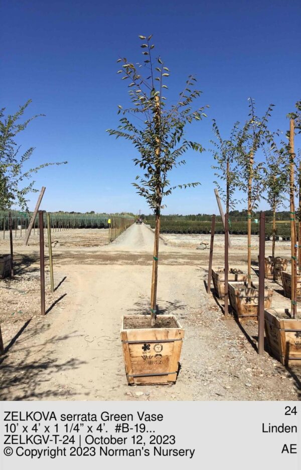 ZELKOVA serrata Green Vase