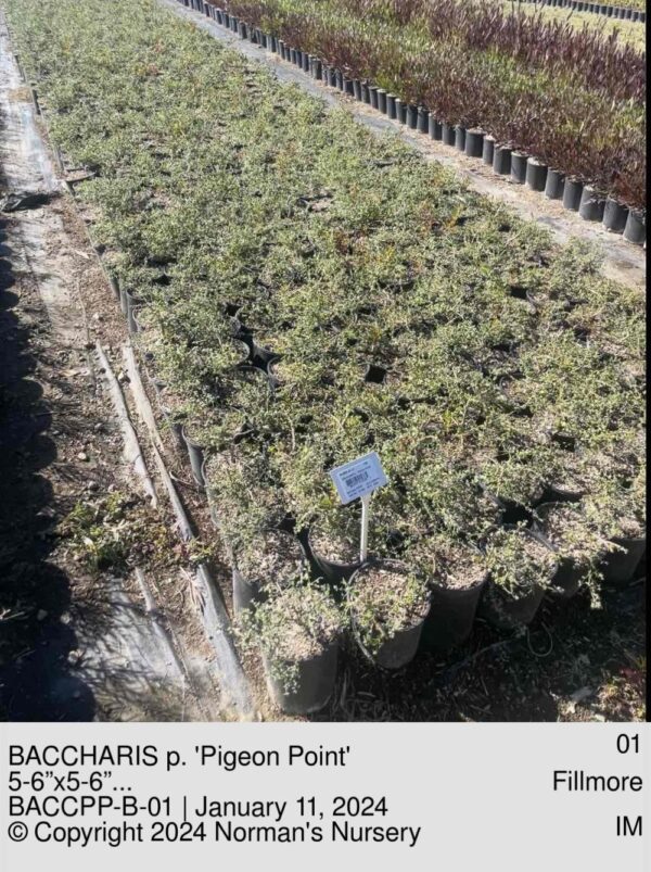 BACCHARIS p. 'Pigeon Point'