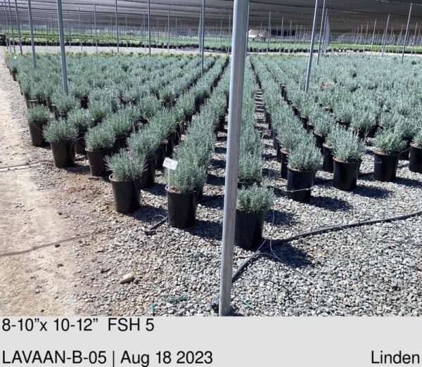LAVANDULA angustifolia