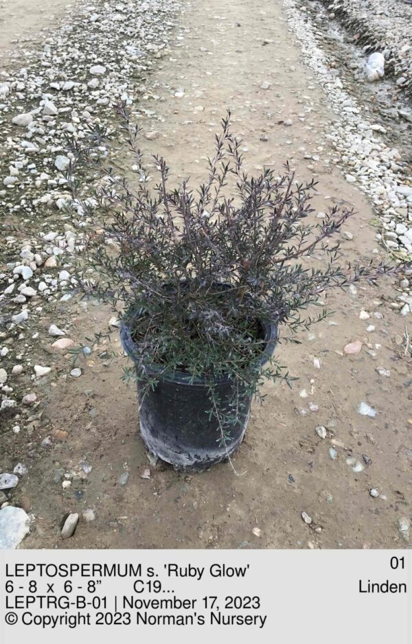LEPTOSPERMUM s. 'Ruby Glow'