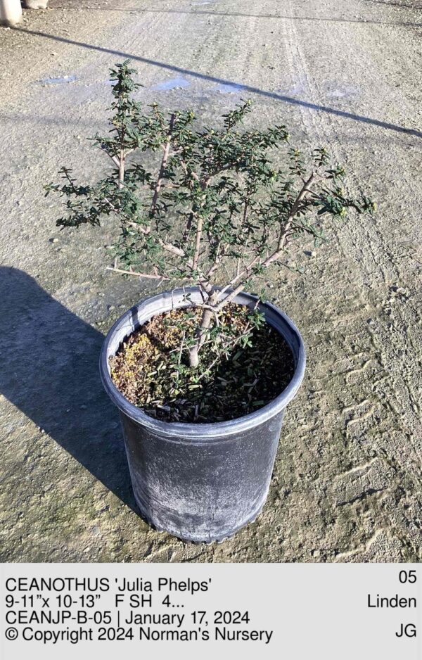 CEANOTHUS 'Julia Phelps'