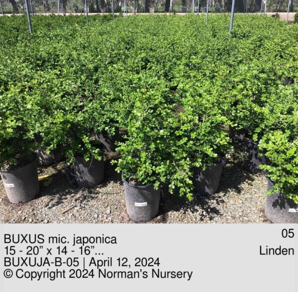 BUXUS mic. japonica