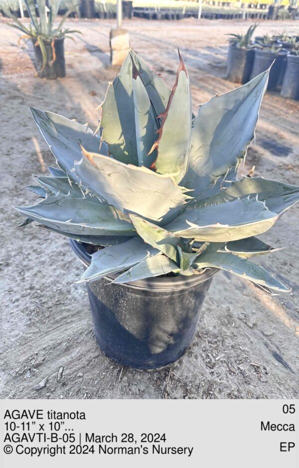 AGAVE titanota