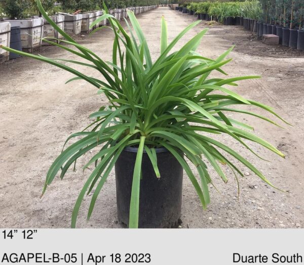 AGAPANTHUS Elaine
