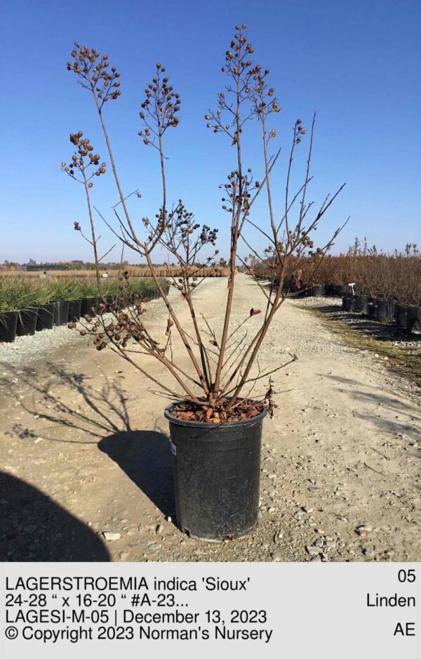 LAGERSTROEMIA indica 'Sioux'