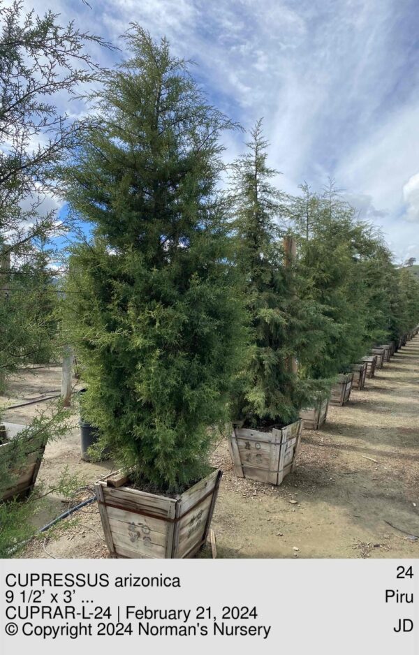 CUPRESSUS arizonica
