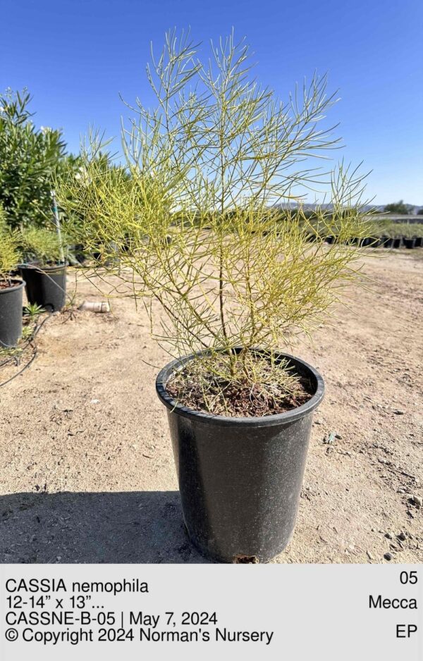 CASSIA nemophila