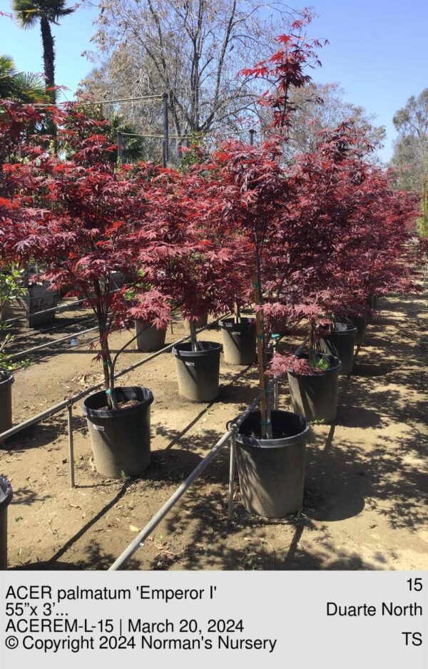 ACER palmatum 'Emperor I'