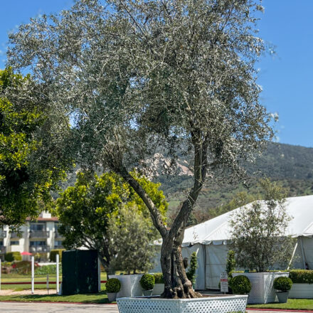 Ancient Olive Tree
