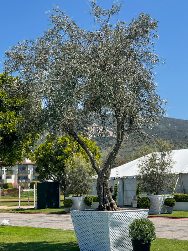 Ancient Olive Tree
